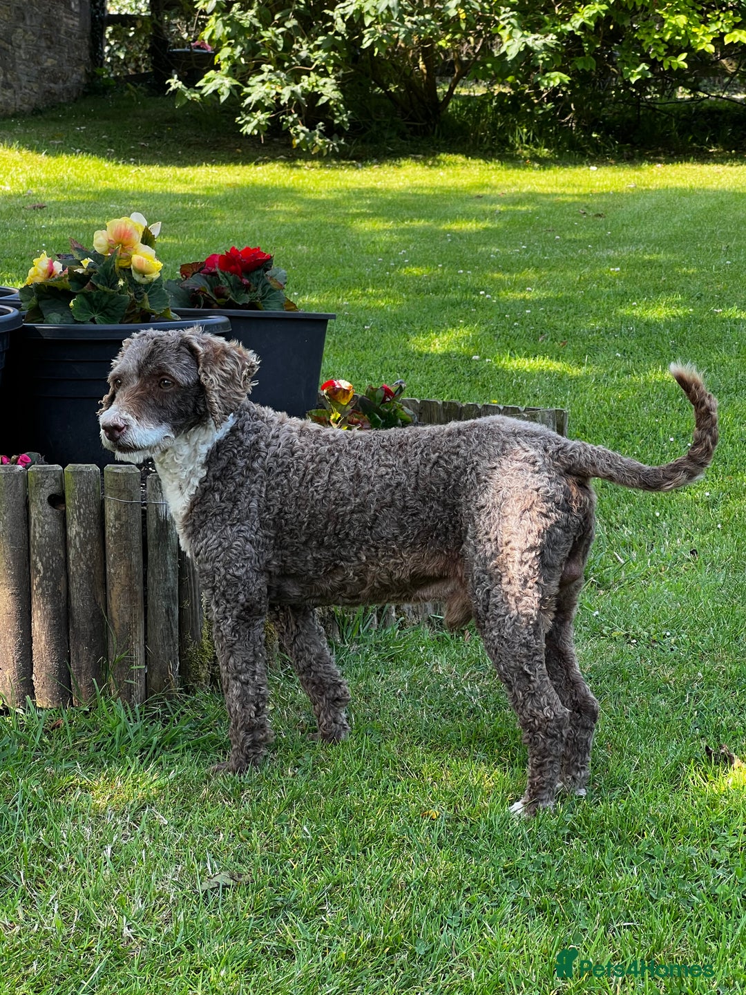 Miniature Poodle dogs for stud: Miniature Poodle KC Reg Fully DNA Health Tested  in Radstock - Image 2