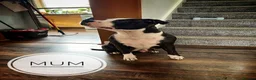 Staffordshire Bull Terrier dogs for sale: Staffordshire Bull Terrier Puppies - Family Raised - Advert 2