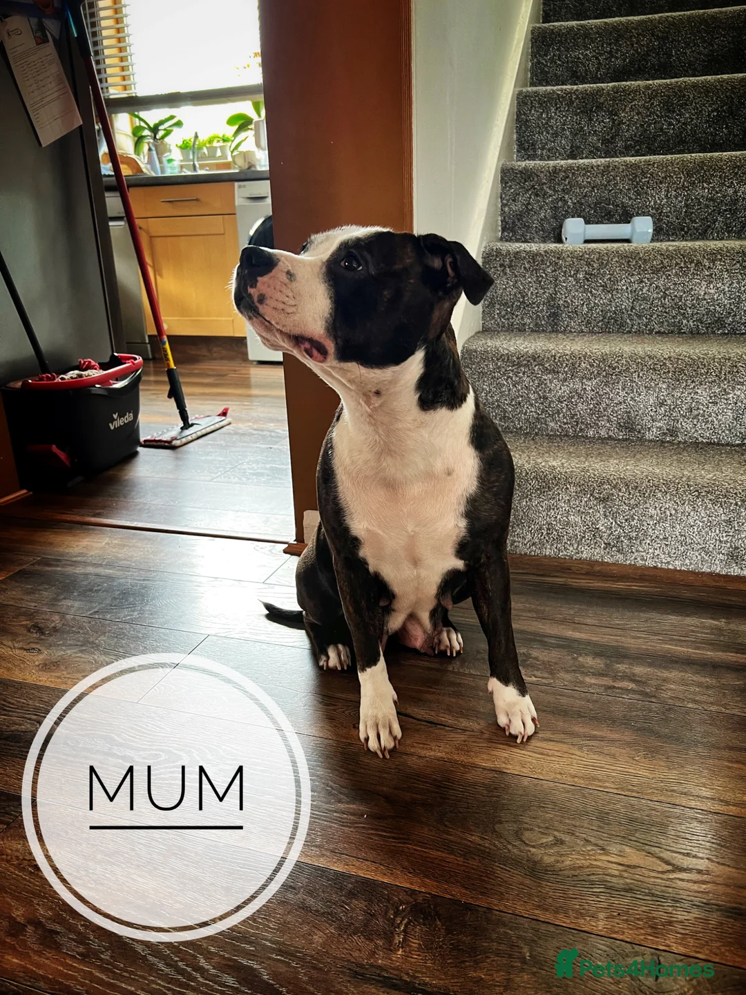 Staffordshire Bull Terrier dogs for sale: Staffordshire Bull Terrier Puppies - Family Raised - Advert 2