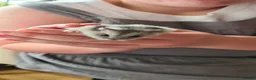 Hamster rodents for sale: Winter White dwarf hamster with cage and supplies in Dartford - Advert 15