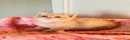 Persian cats for sale: Pure bred beautiful persian kittens  - Advert 17