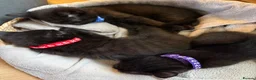 Mixed Breed cats for sale: One little baby left!! - Advert 5
