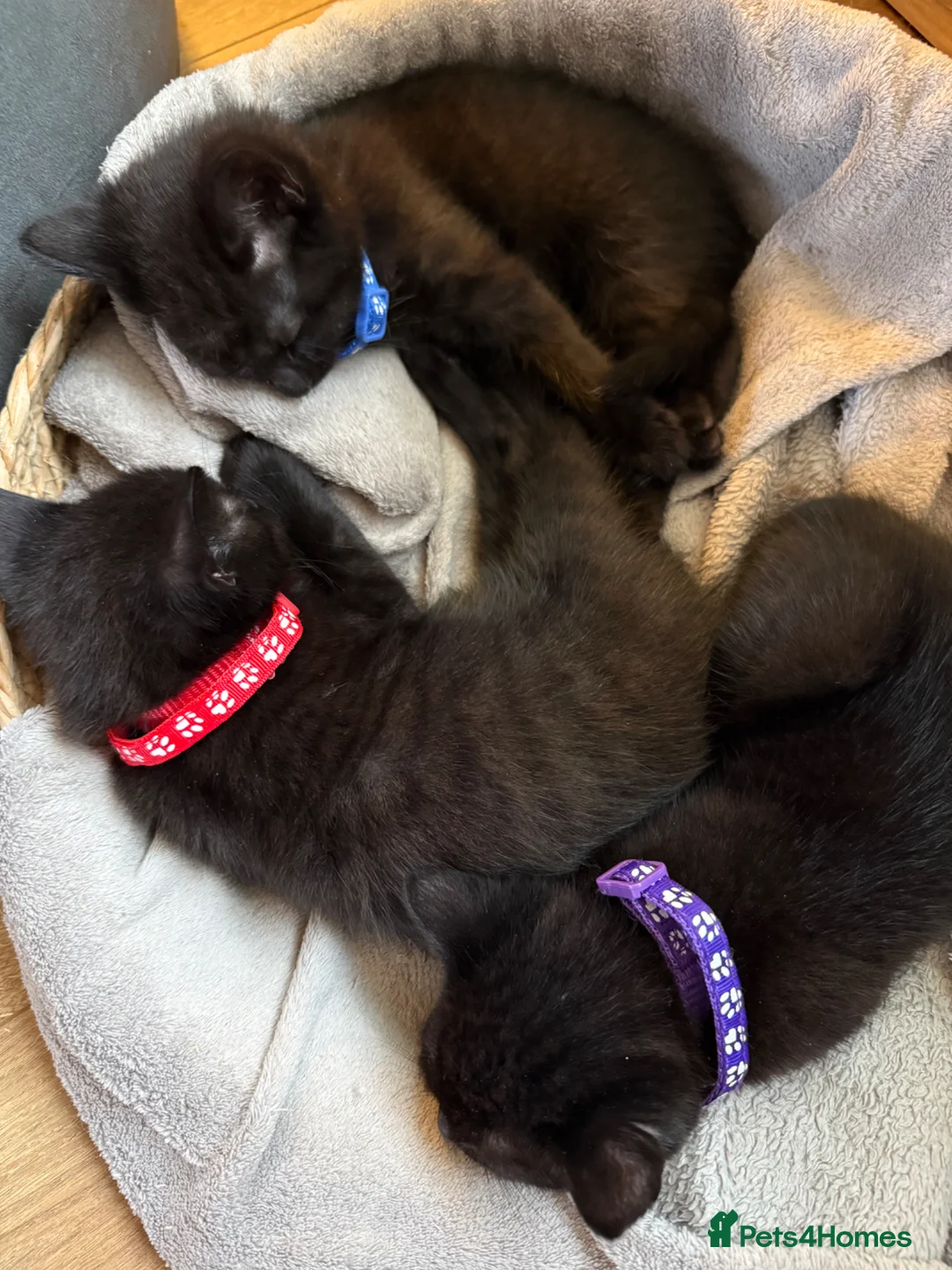 Mixed Breed cats for sale: One little baby left!! - Advert 5
