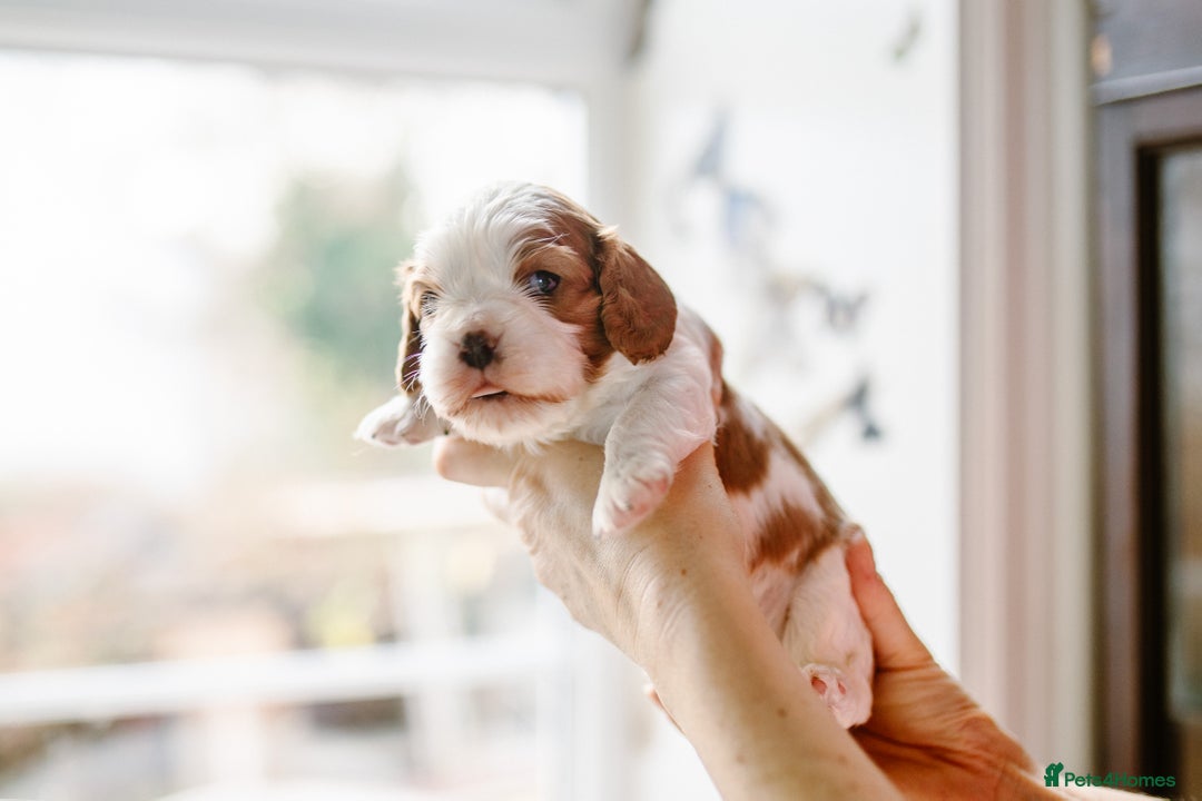 Cavalier King Charles Spaniel dogs for sale: Exquisite Lady KC reg Cavalier King Charles - Advert 25