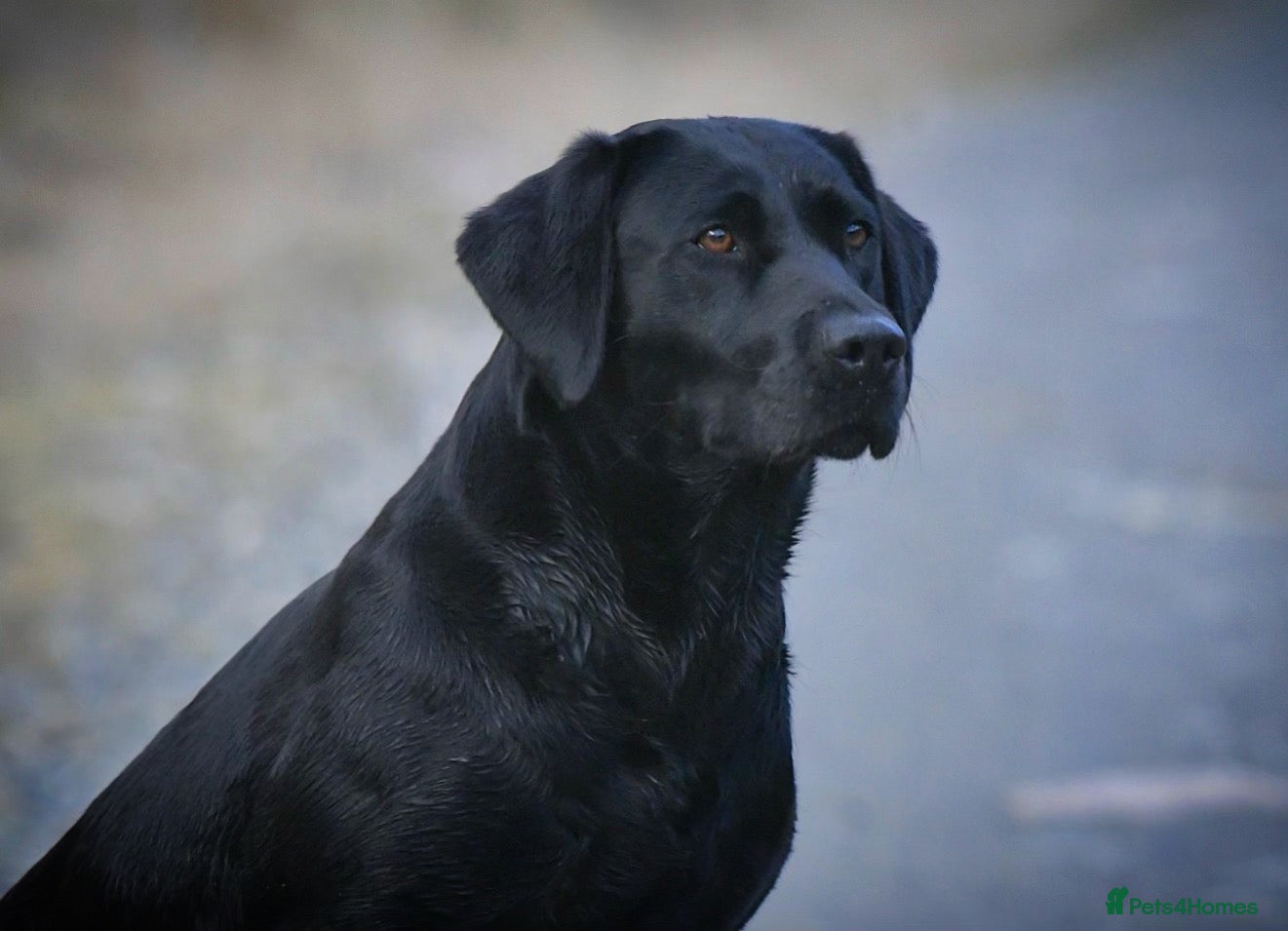 Labrador Retriever dogs Outstanding lab pup males  - Advert 5