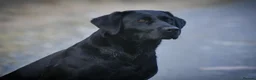 Labrador Retriever dogs for sale: Outstanding lab pup males  - Advert 1