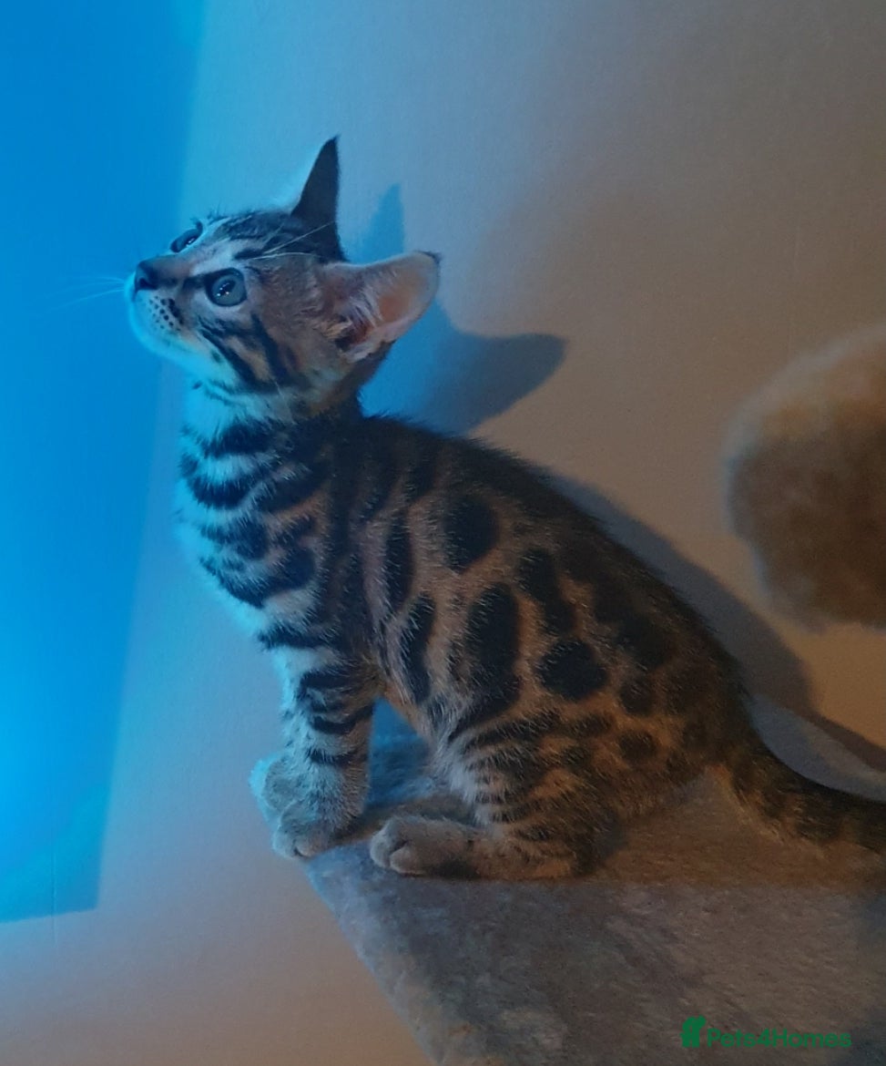 Bengal cats STUNNING BENGAL TABBY MIXED GIRL! - Advert 1