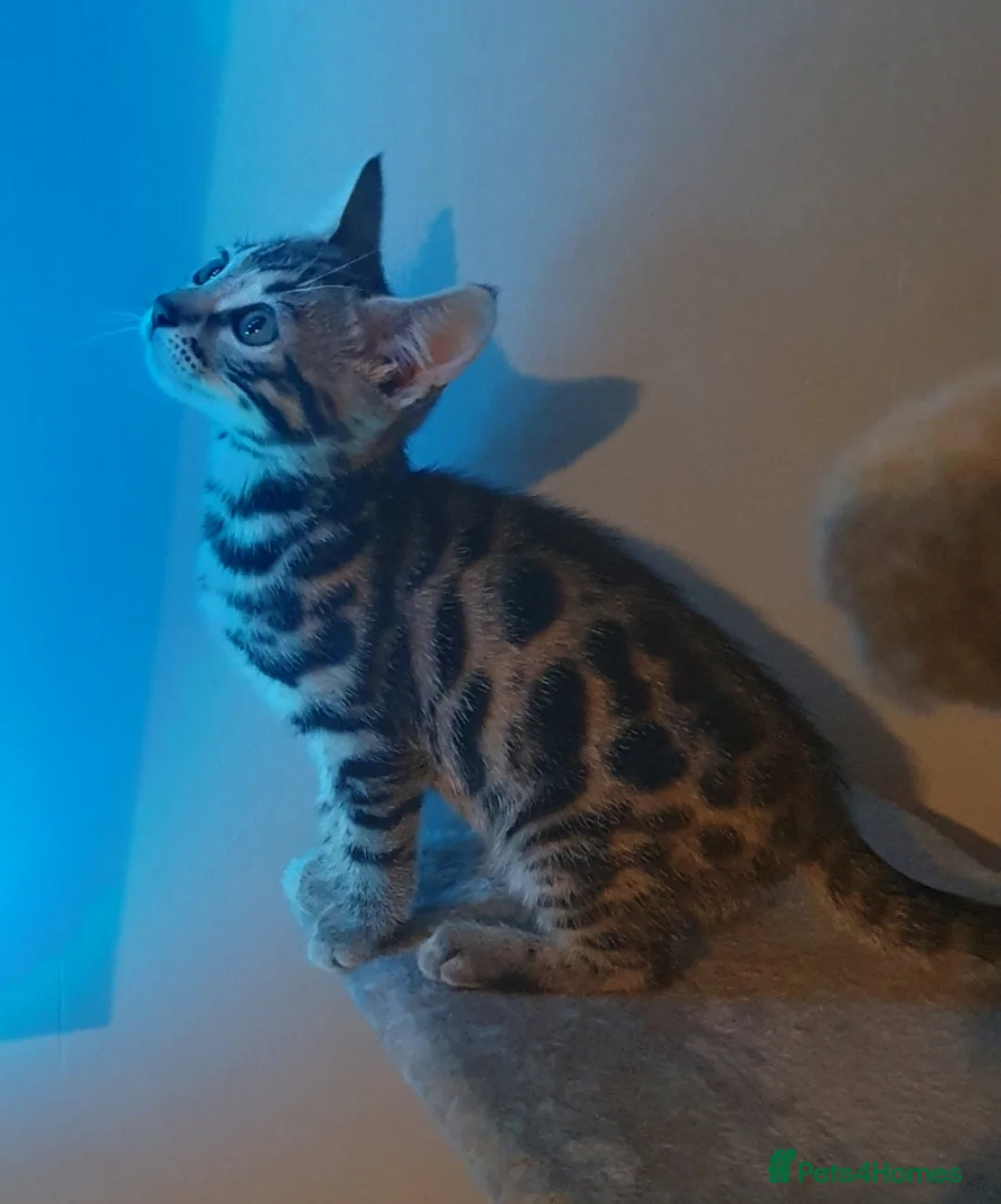 Bengal cats for sale: STUNNING BENGAL TABBY MIXED GIRL! - Advert 1