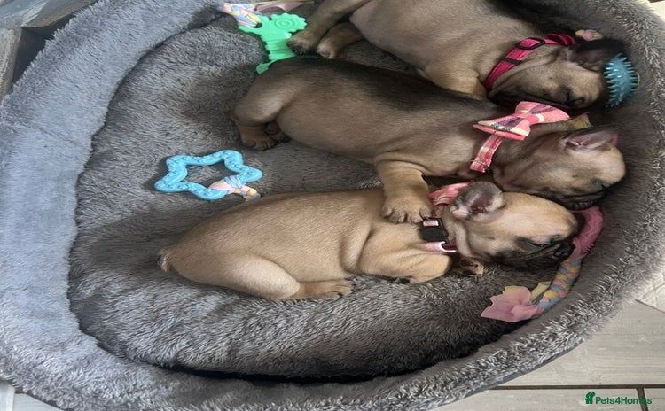 French Bulldog dogs - Advert 1