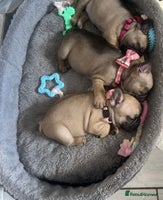 French Bulldog dogs - Advert 4