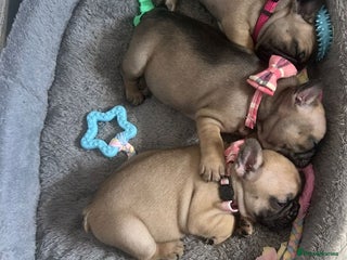 French Bulldog dogs - Advert 14