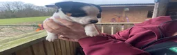 Jack Russell dogs for sale: True to type jack Russel puppies  - Advert 4