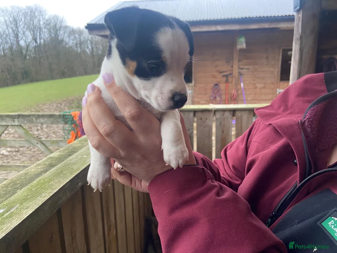 Jack Russell dogs for sale: True to type jack Russel puppies  - Advert 4