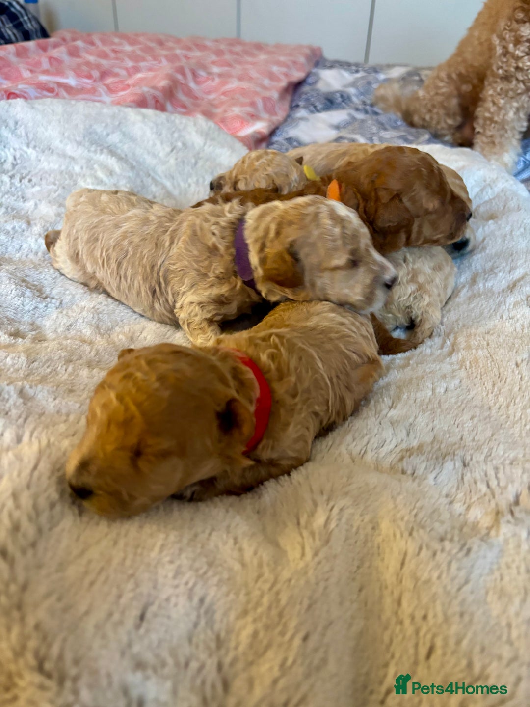 Maltipoo dogs for sale: 🌟Stunning Litter of Teddy🧸DNA tested Maltipoos  - Advert 5