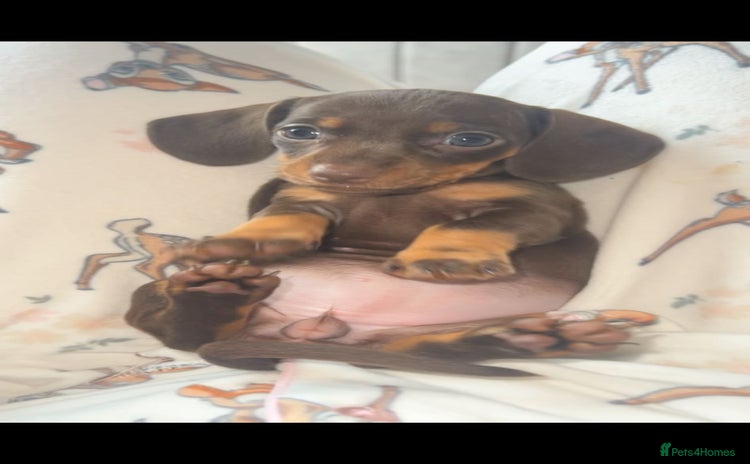 Miniature Dachshund dogs - Advert 2