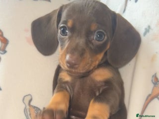 Miniature Dachshund dogs - Advert 3