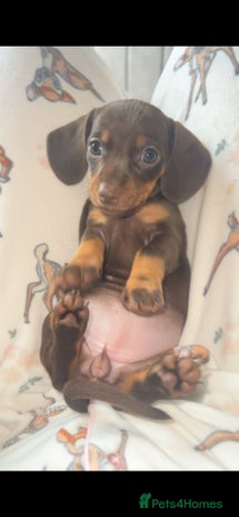 Miniature Dachshund dogs - Advert 4