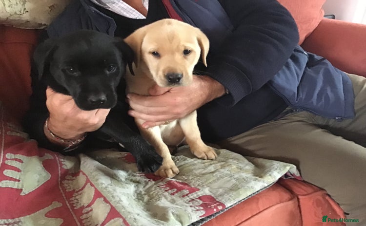 Labrador Retriever dogs - Advert 2