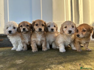 Mixed Breed dogs Beautiful Gentle Litter of Dixie-Chon Puppies - Advert 1