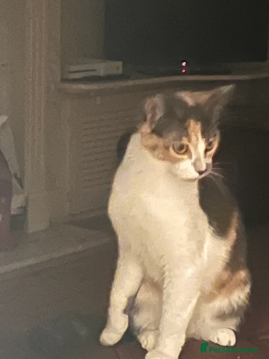 Mixed Breed cats for sale: 3 cats  **  - Advert 1