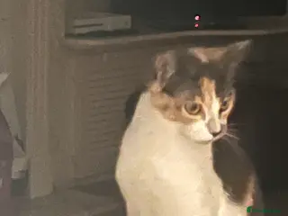 Mixed Breed cats 3 cats free to a good home - Advert 1