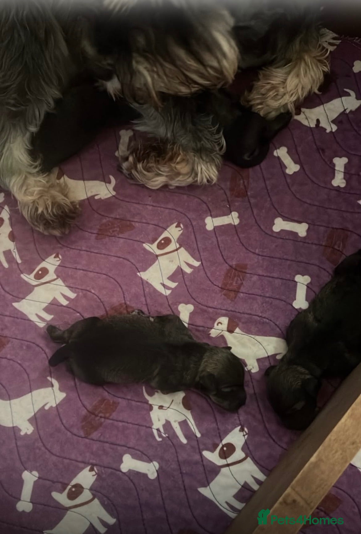 Miniature Schnauzer dogs Kc reg health tested parents  - Advert 1