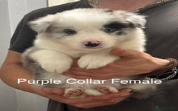 Border Collie dogs for sale: 9 Beautiful B&W & Merle Border Collie Puppies 🐶 - Image 8