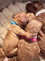 Toy Poodle dogs Toy Poodle - Posh Poodles UK - Advert 3