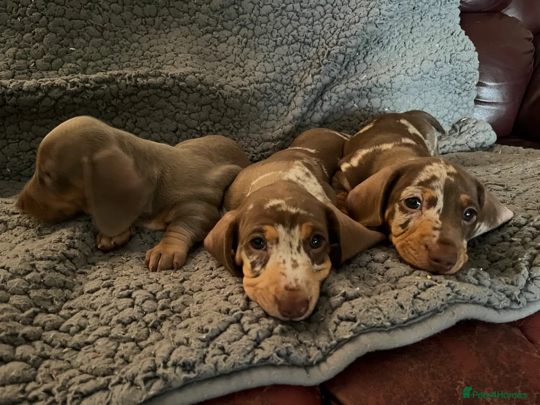 Dachshund dogs for sale: Dachshund Miniature x 2 boys - Advert 5