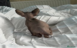 Sphynx cats for sale: Sphinx for sale Boy - Advert 6