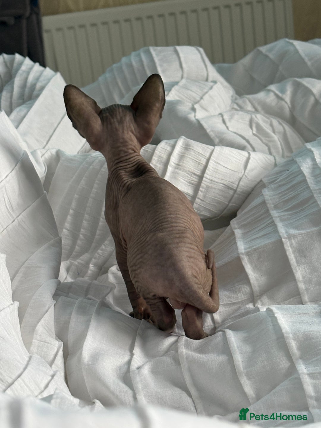 Sphynx cats for sale: Sphinx for sale Boy - Advert 6
