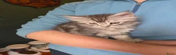 Maine Coon cats for sale: Maine Coon Kittens for Sale - Advert 17