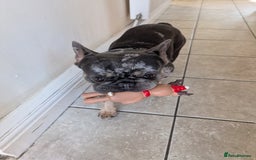 French Bulldog dogs for stud: Studding - Image 1