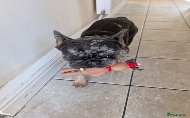 French Bulldog dogs - Advert 5