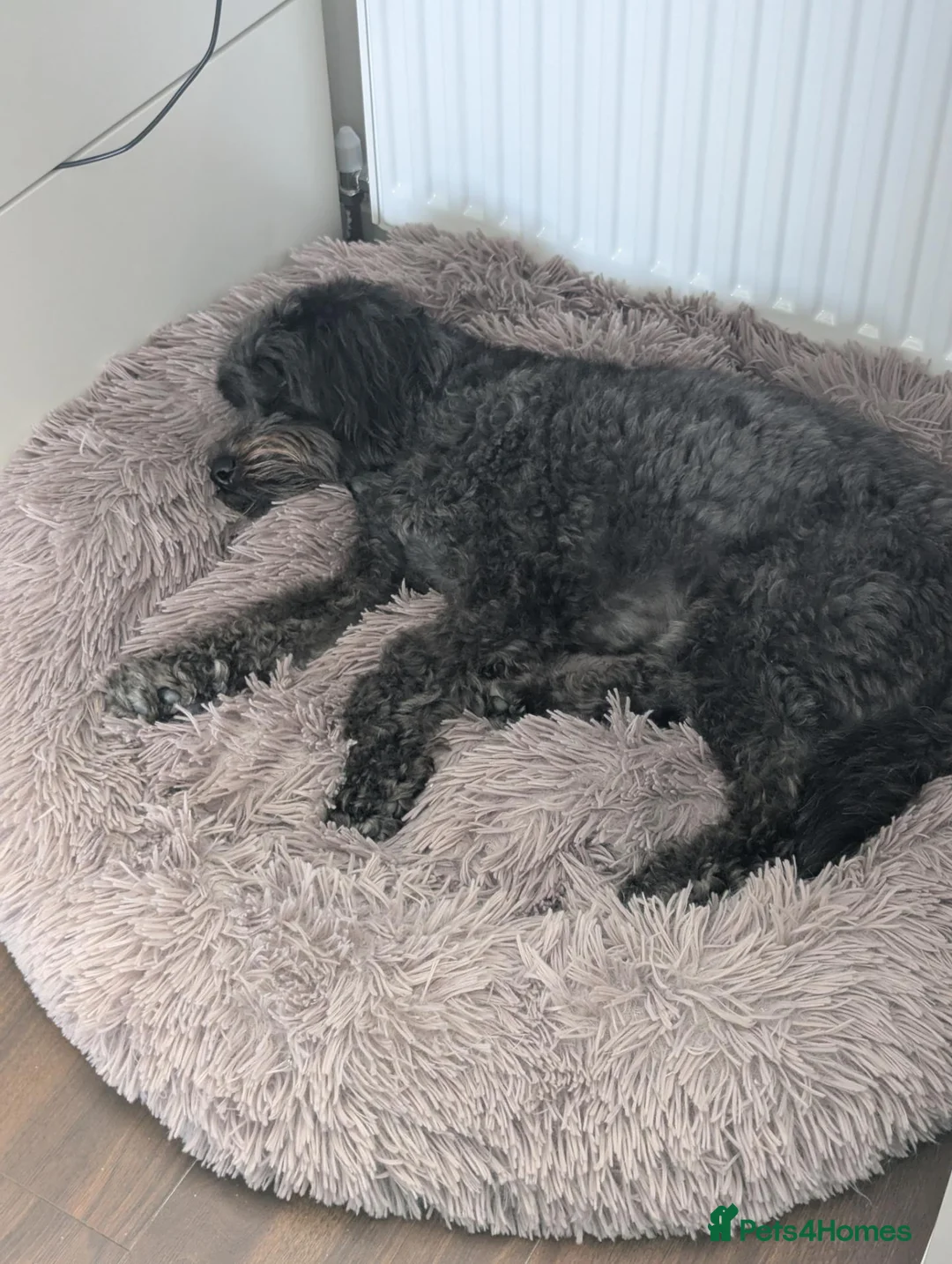 Labradoodle dogs for sale: Miniature Labradoodle (Obi) - Rehoming  - Advert 4