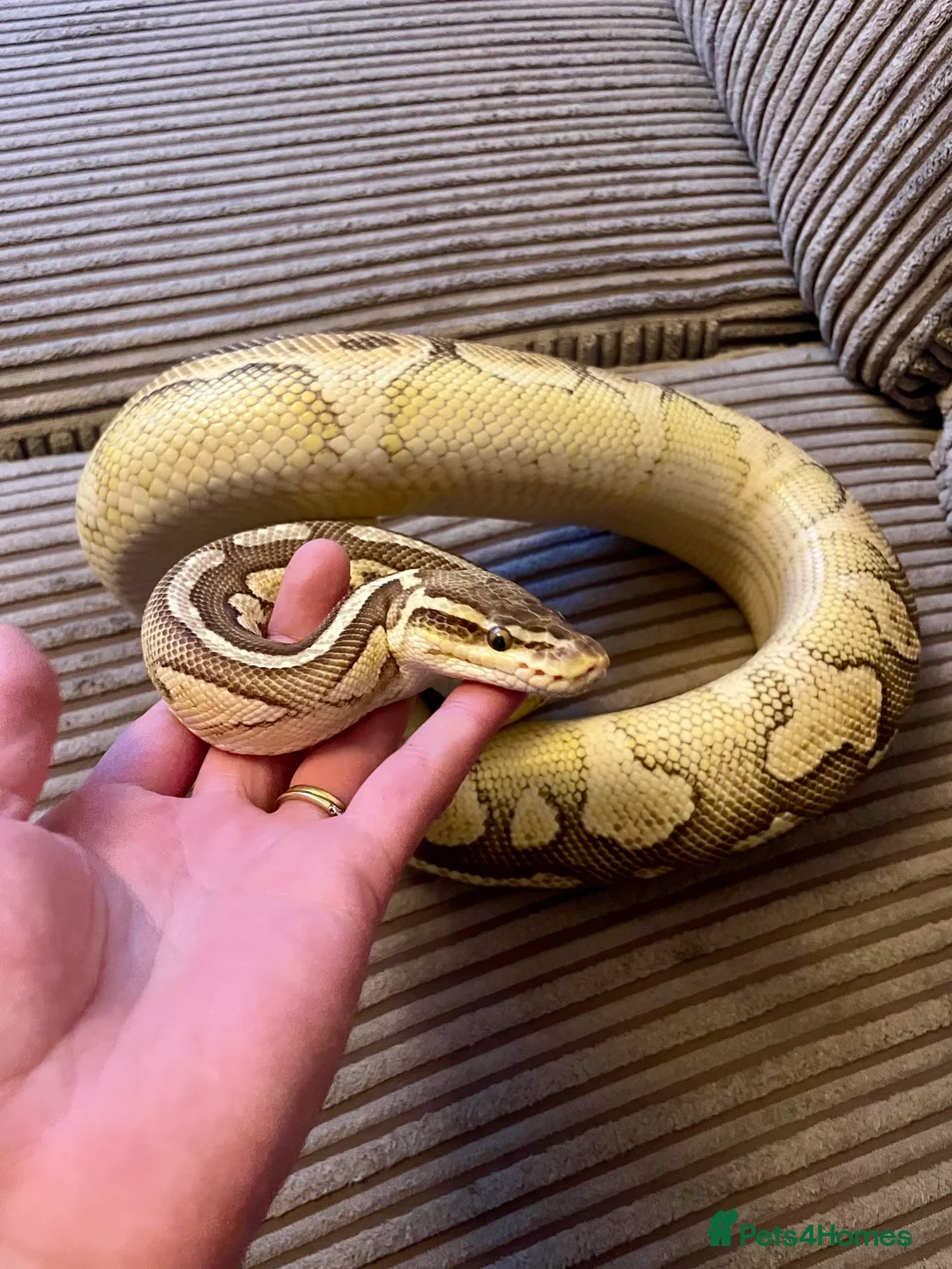 Python Snake reptiles for sale: Royal Python Collection Designer Morphs Females - Advert 14