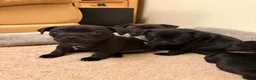 Staffordshire Bull Terrier dogs for sale: KC Reg/DNA Clear Brindle Staffordshire Puppies. - Advert 20