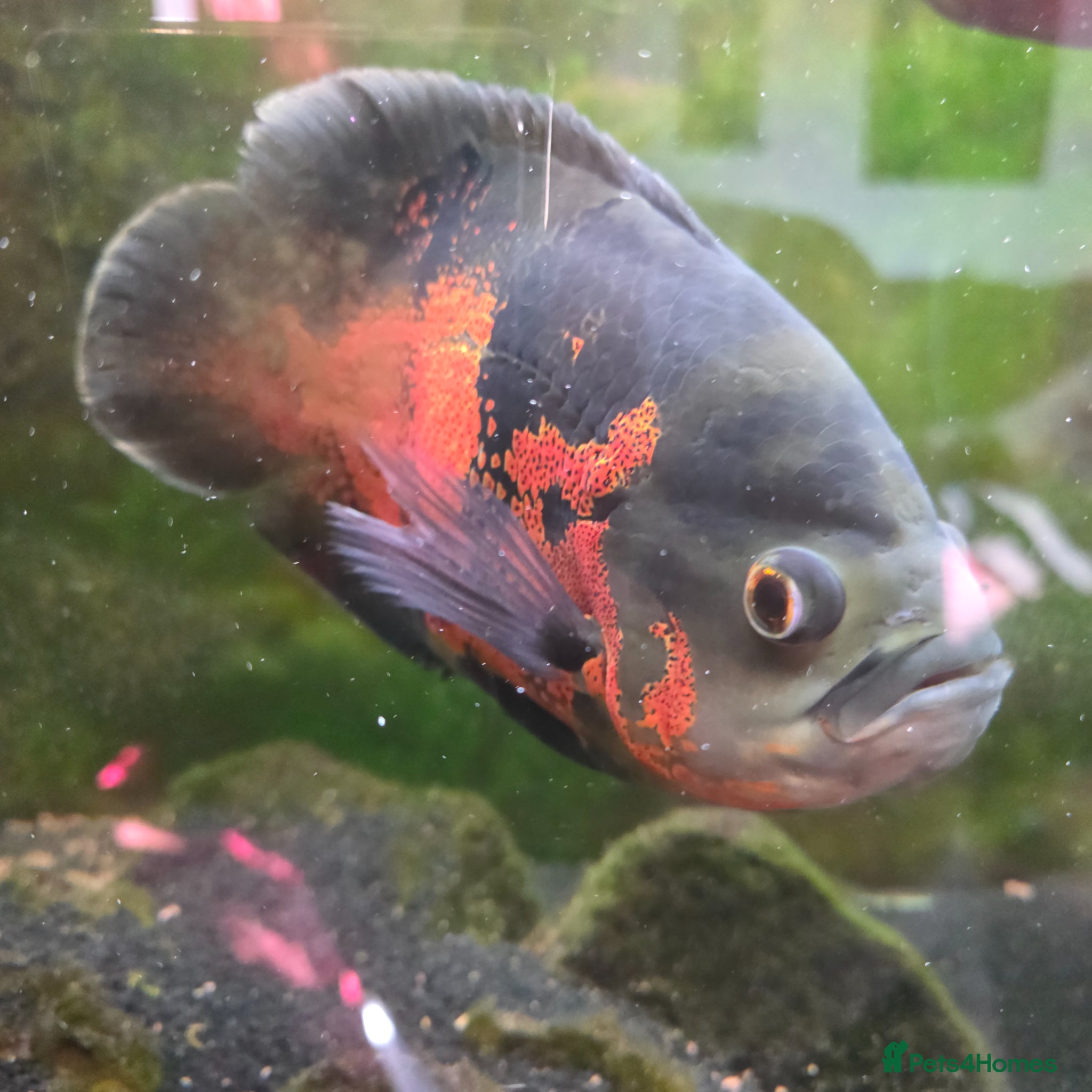 Other/Mixed Breed fish Oscar and ciclid - Advert 1