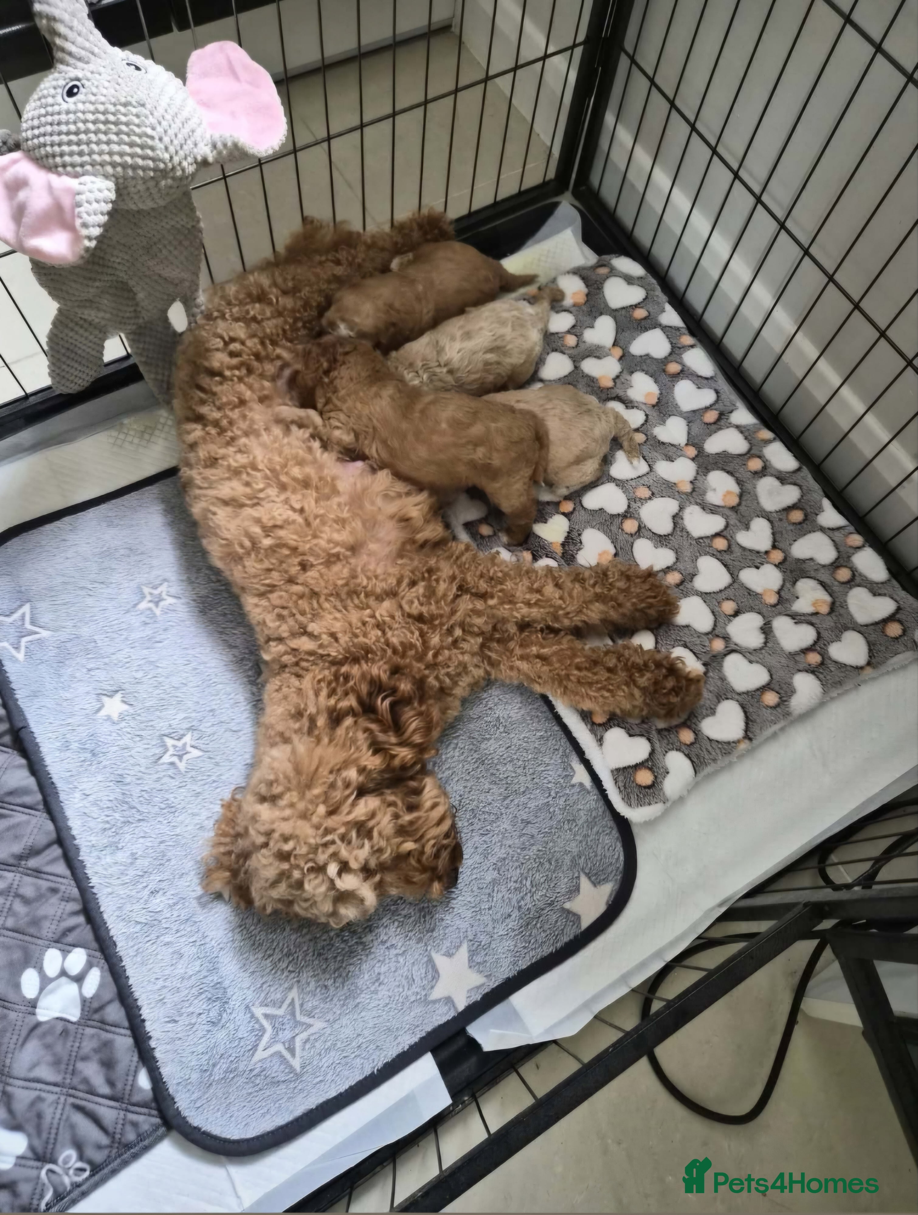 Toy Poodle dogs KC registered Toy Poodle puppies - Advert 2