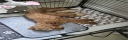 Toy Poodle dogs for sale: KC registered Toy Poodle puppies - Advert 2