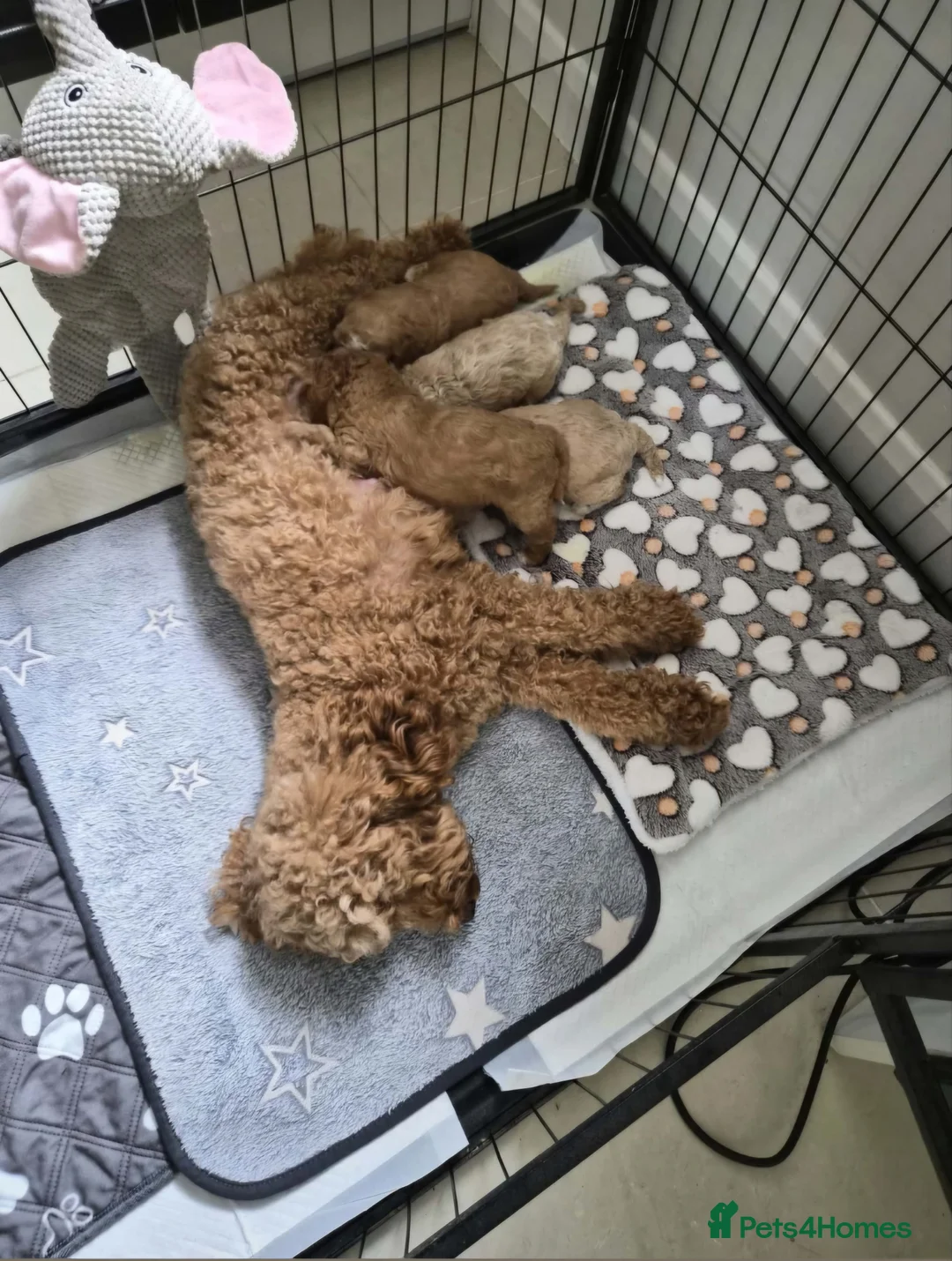 Toy Poodle dogs for sale: KC registered Toy Poodle puppies - Advert 2