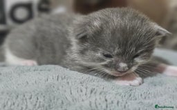 Ragdoll cats for sale: Stunning Half Ragdolls kittens - Image 8
