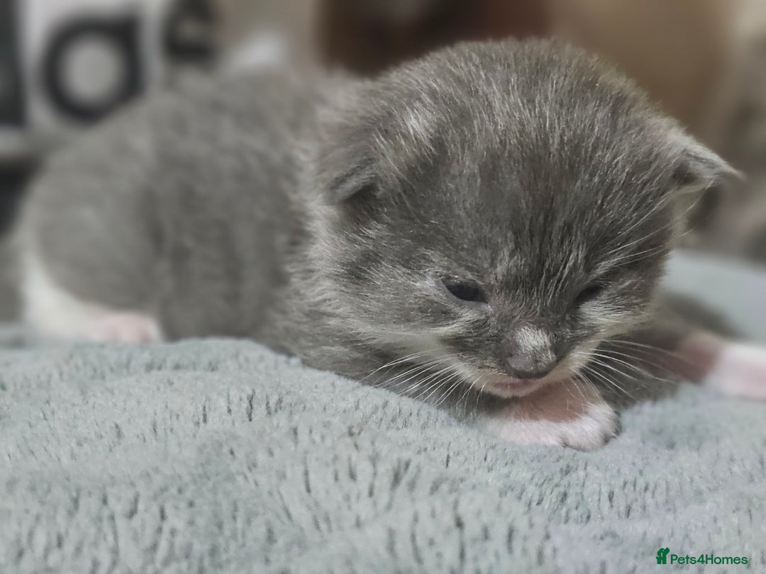 Ragdoll cats for sale: Stunning Half Ragdolls kittens - Image 8