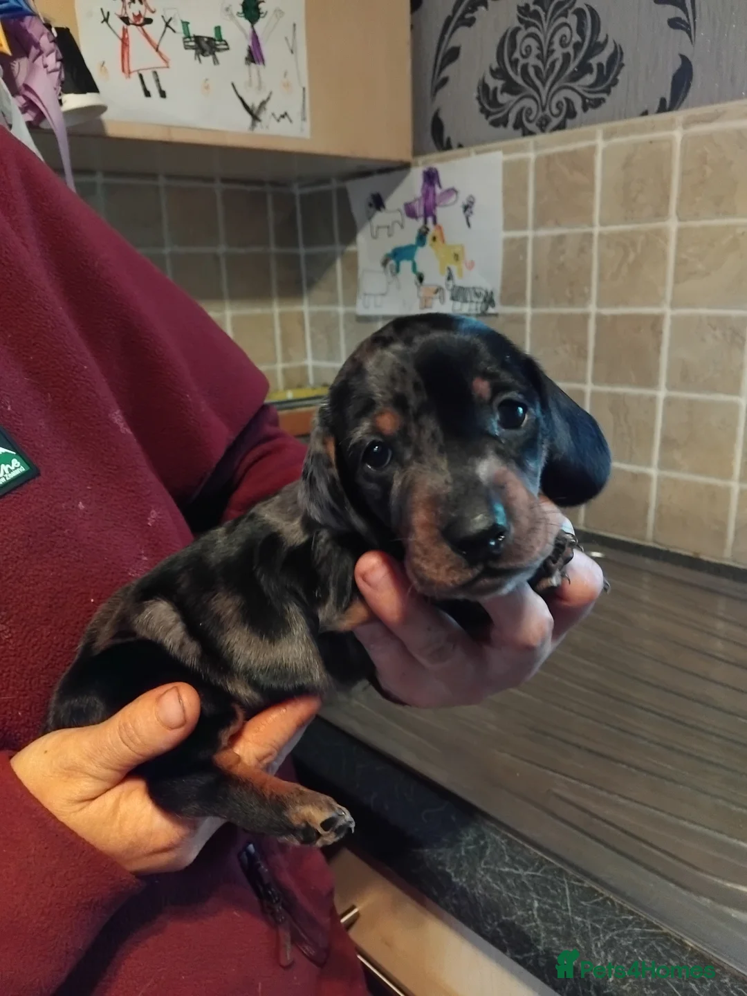 Miniature Dachshund dogs for sale: Miniature dachshund puppies  in Whitby - Advert 11