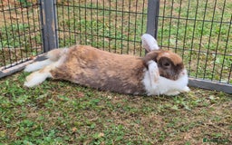 Mini Lop rabbits for sale: brown and white mini lop rabbit buck.  - Image 5