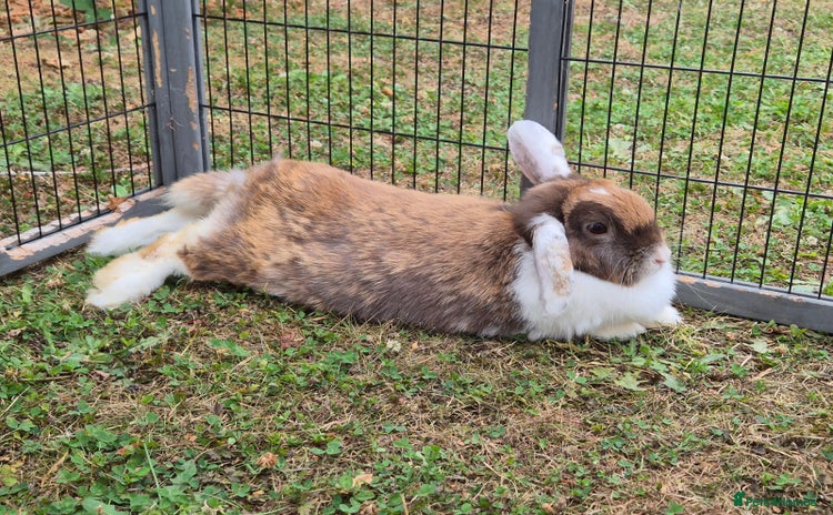 Mini Lop rabbits - Advert 1