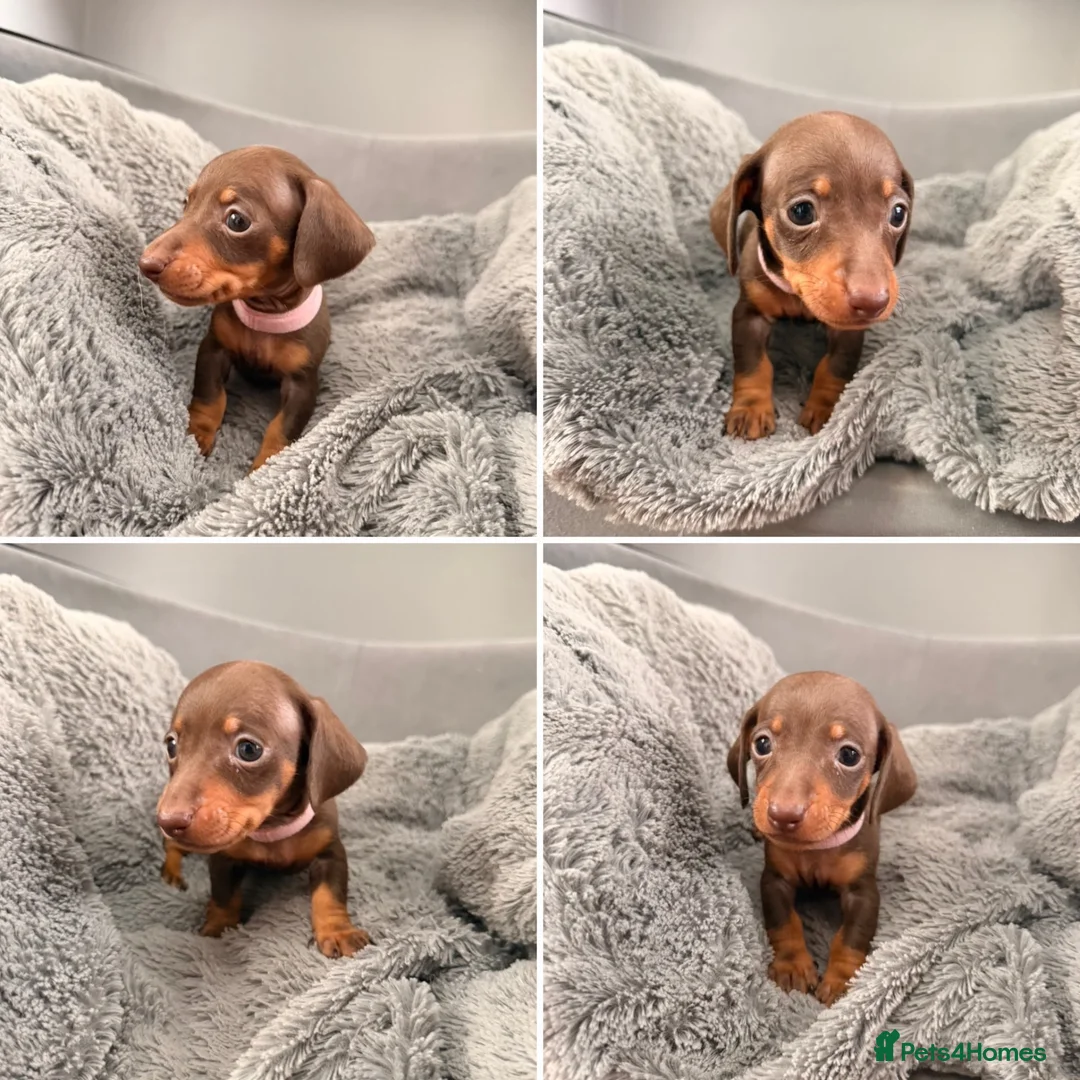 Miniature Dachshund dogs for sale: 5 lovely miniature dachshund puppies for sale - Advert 6
