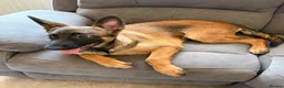 Mixed Breed dogs for sale: Kali  - Advert 5