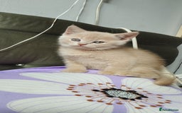 Mixed Breed cats for sale: One boy and 2 girls looking for home - Image 7