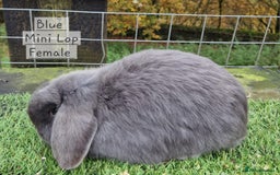 Mini Lop rabbits for sale: Various Mini lops available  - Advert 1